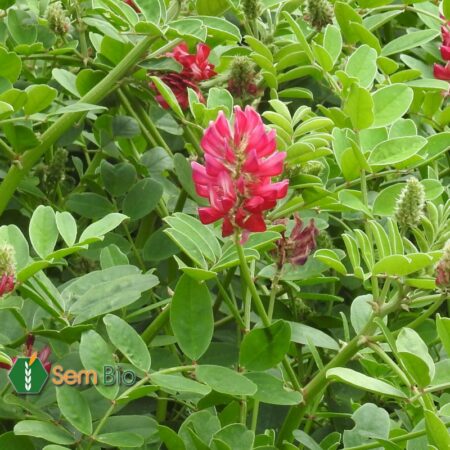 Semence biologique SAINFOIN D'ESPAGNE (variétés diverses)