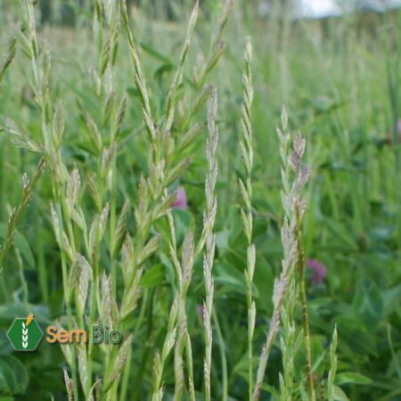 Ray-Grass Annuel LEMNOS (t)