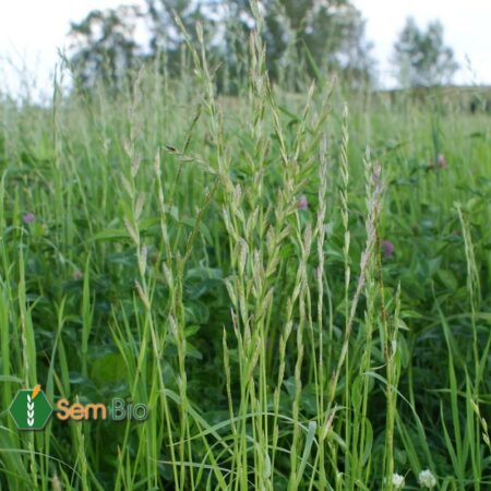 Ray-Grass Annuel Obelix (t)