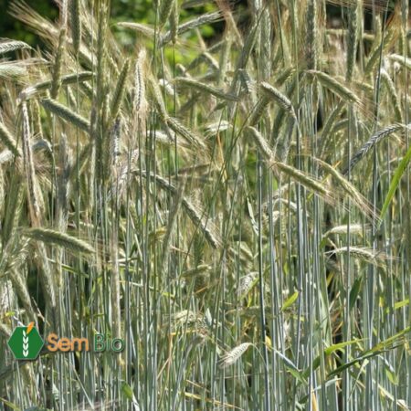 Semence biologique SEIGLE PÉRENNE DES FORÊTS