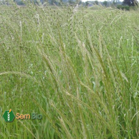 Semence de Raygrass Italien Biologique ADRINA (t)