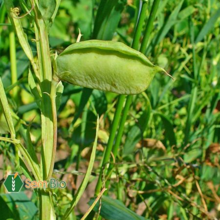 Semence biologique GESSE (Lathyrus sativus)