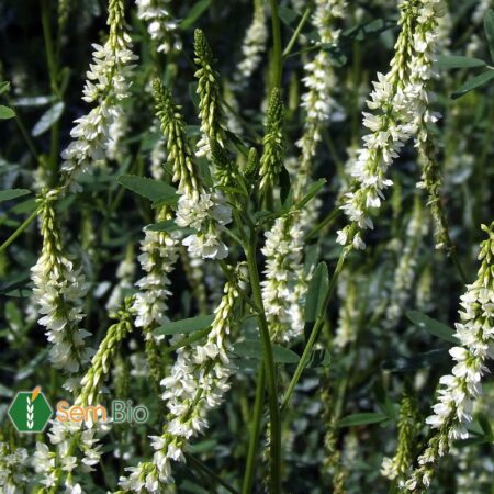 Semence biologique Mélilot - Fleur blanche