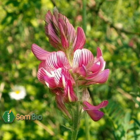 Semence biologique de Sainfoin AMBRA