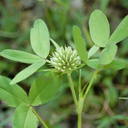 Semence biologique TRIFOLIUM SQUARROSUM Trèfle raboteux