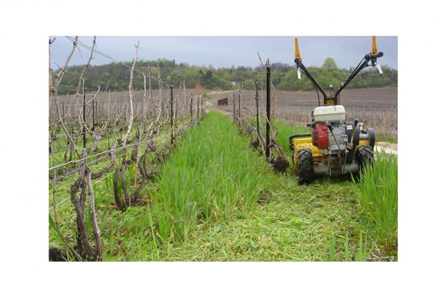 Comment piloter la destruction des couverts au vignoble ?