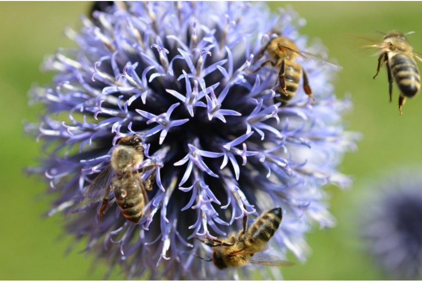 Abeilles mellifères et pollinisateurs sauvages : une cohabitation à favoriser