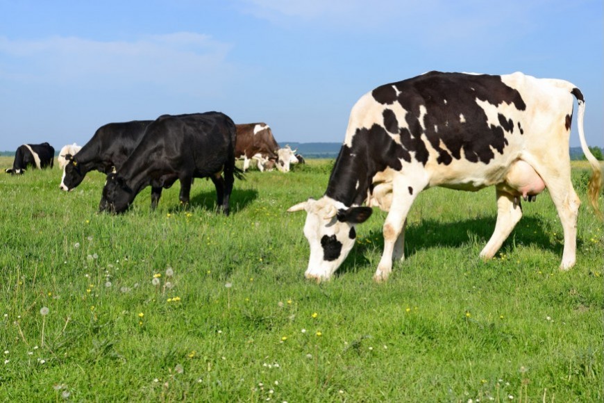 Connaître la valeur nutritive des couverts végétaux