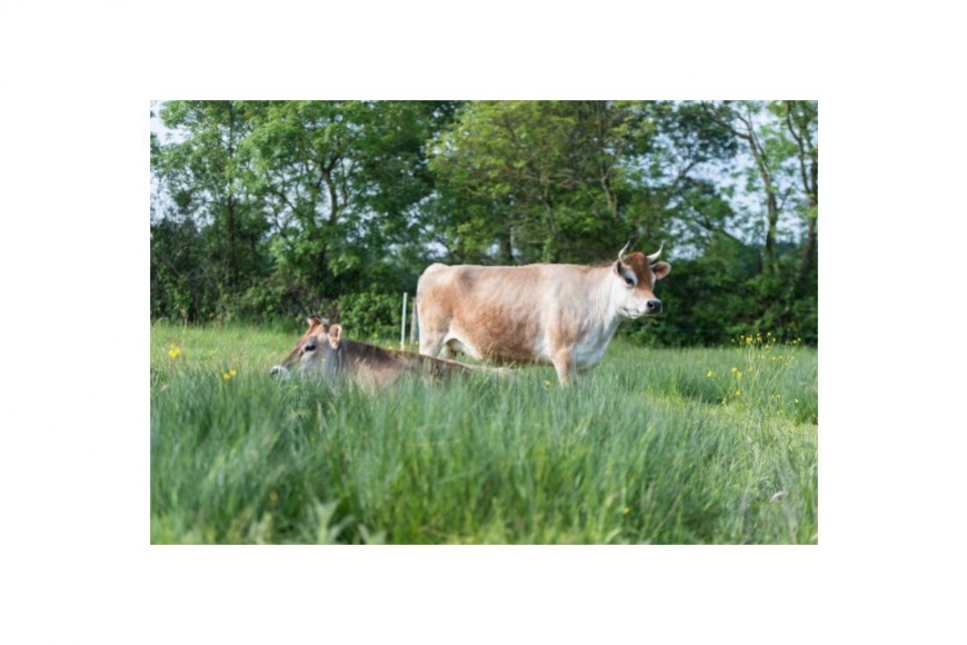 Sécurisez votre système fourrager : implantez des prairies multi-espèces