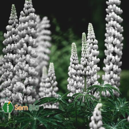 Semence Bio Lupin ZEUS