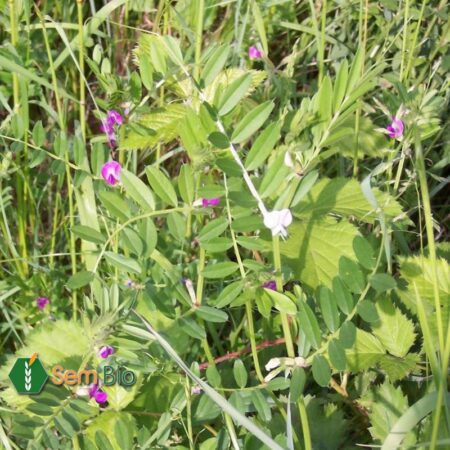 Semence biologique Vesce de printemps PRONTIVESA