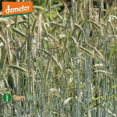 Semence biologique SEIGLE PÉRENNE DES FORÊTS DEMETER