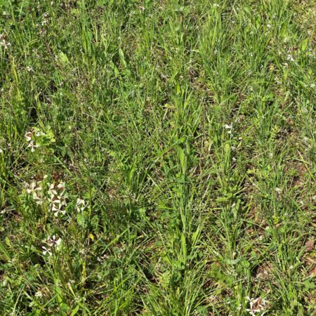 MÉLANGE PATUVERT - PATURE MOUTONS ET CHEVRES 100% Bio*