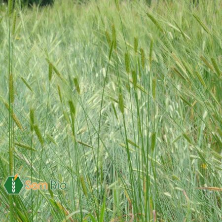 Semence biologique Engrain - Petit épeautre