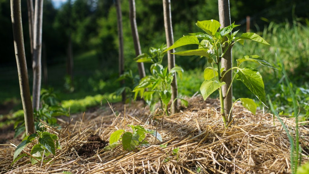 Les couverts végétaux, une protection efficace entre deux saisons agricoles