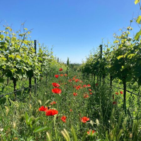 JACHERE VIGNE PLURIANNUELLE - NON CONTRACTUELLE