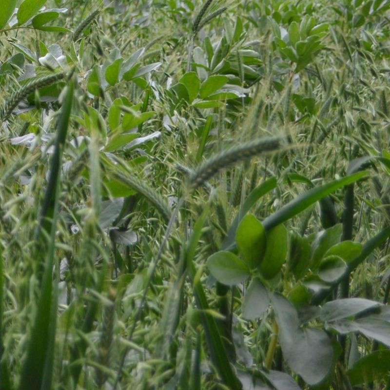 Le méteil, un levier pour une autonomie protéique et fourragère !