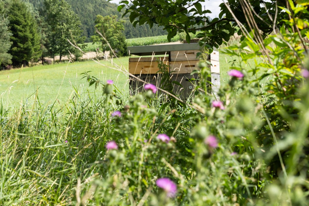 Mélange mellifère VS Jachère engrais vert