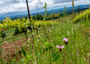 Vitivert - bio-dynamisation des sols